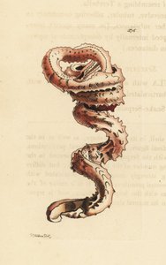 Coquille de ver fendu, Tenagodus anguinus (Serpula muricata)