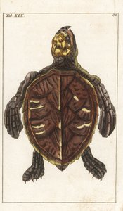 Tortue serpentine ou tortue à écailles - Eau-forte par Gottlieb Tobias Wilhelm (1758-1811), de l