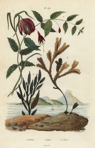 Fritillaire pintade, Fritillaria meleagris 1, fuchsia colibri, Fuchsia magellanica 2, fucus dentelé, Fucus serratus 3 et Fucus siliqueux 4. Fritillaire, Fuchsia, Fucus