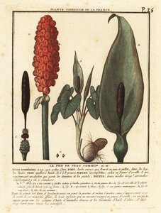 Gouet tacheté, Arum maculatum - Unbekannter Künstler