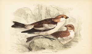 Bruant des neiges, Plectrophenax nivalis. 1889 (gravure) - Unbekannter Künstler