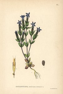 Gentiane des neiges, Gentiana nivalis