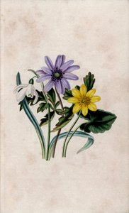 Perce-neige, anémone bleue et petite chélidoine. Lithographie par Louisa Anne Twamley (1812-1895) dans Our Wild Flower, Charles Tilt, Londres, Angleterre - Unbekannter Künstler