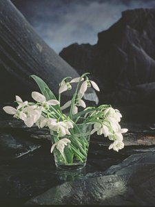 Perce-neige - Unbekannter Künstler
