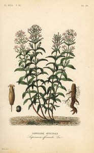 Saponaire officinale, Saponaria officinalis - Unbekannt