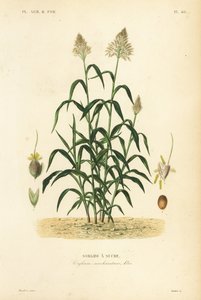 Sorgho à sucre - Unbekannt