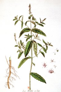 Menthe verte - Unbekannter Künstler