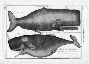 Cachalots dans « Peinture Encyclopédique et Méthodique des trois Règnes de la Nature » par Pierre Joseph Bonnaterre (1762-1804). Paris 1784.