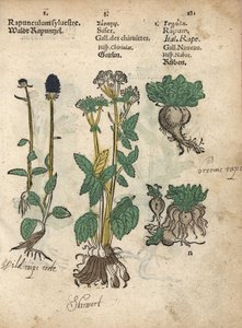 Raiponce en épi, Phyteuma spicatum, chervis, Sium sisarum, et navet, Brassica rapa. Gravure sur bois coloriée à la main d