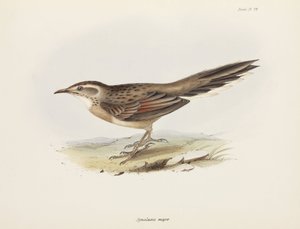 Spinetail, Amérique du Sud, vers 1832-1836 - Unbekannter Künstler