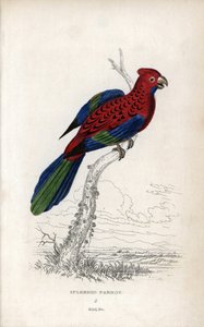 Perroquet splendide (Psittacus gloriosus). Platycerus elegans. Lithographie de Joseph Kidd, d