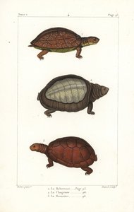 Tortue à pattes tachetées, Rhinoclemmys punctularia, tortue à carapace molle indienne, Lyssemys punctata, et tortue casquée nord-africaine, Pelomedusa subrufa olivacea
