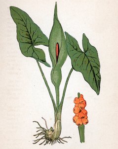Gouet tacheté (Arum maculatum ou Chandelle, Manteau de la Sainte Vierge, Pilette ou Vachotte) - Unbekannter Künstler