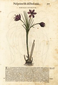 Crocus de printemps, Crocus vernus