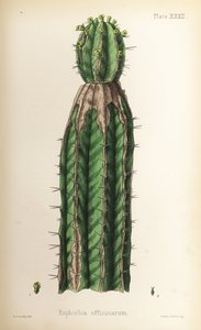 Euphorbe, Euphorbia officinarum. Lithographie en couleur par Henry Sowerby de Flora Homeopathica d