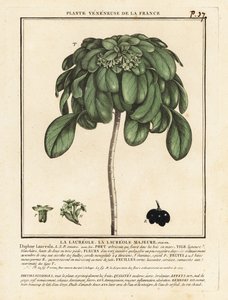 Laurier des bois, Daphne laureola - Unbekannter Künstler