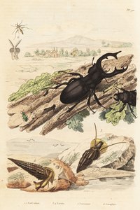 Lucane cerf-volant, Lucanus cervus 1, Cerithium sulcatum et Rhinoclavis aspera mollusques 3,4, Cerocoma elateroides 5 et Keroplatus tipuloides guêpe 6