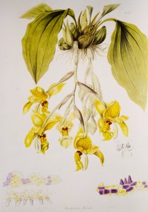 Stanhopea wardii