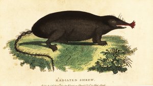 Taupe à nez étoilé, Condylura cristata - Unbekannter Künstler