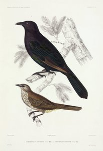 Étourneaux