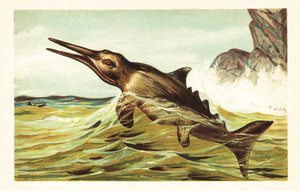 Stenopterygius quadriscissus, ichthyosaure éteint - Unbekannter Künstler