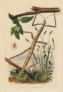 Phasmes, Carausius morosus et Clonopsis gallica, et araignée-crabe vagabonde, Philodromus aureolus