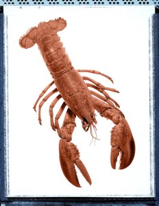 Nature morte de homard