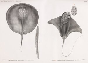 Raie, recto et verso - Unbekannt