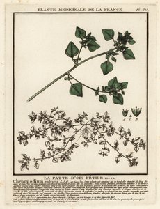 Chénopode fétide, Chenopodium vulvaria