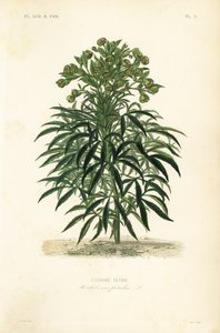 Hellébore fétide