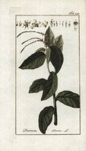 Verveine puante ou liane à ail (Petiveria alliacea)