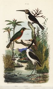 Cigogne, Jabiru mycteria, jacamar à queue rousse, Galbula ruficauda et jacamar à trois doigts, Jacamaralcyon tridactyla - Unbekannt