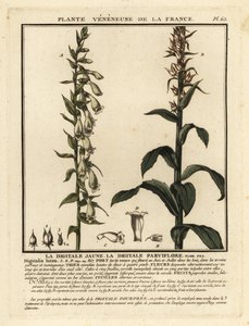 Digitale jaune, Digitalis lutea - Unbekannter Künstler