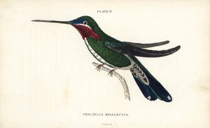 Colibri à gorge rayée, Heliomaster squamosus (Colibri à rayures blanches, Trochilus mesoleucus). Gravure sur acier colorée par William Lizars de la Naturalist