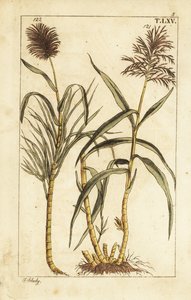 Canne à sucre, Saccharum officinarum - Unbekannter Künstler