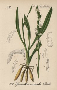 Spiranthes d