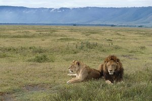 Tanzanie, zone de conservation de Ngorongoro, lions (Panthera leo)