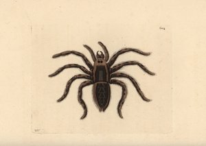Tarantule loup, Lycosa tarantula (Tarantule, Aranea tarantula). Illustration dessinée et gravée par Richard Polydore Nodder. Gravure sur cuivre coloriée à la main de The Naturalist
