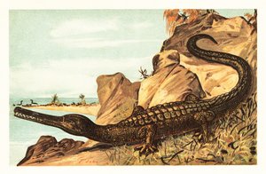 Teleosaurus cadomensis, espèce éteinte de crocodile marin - Unbekannter Künstler