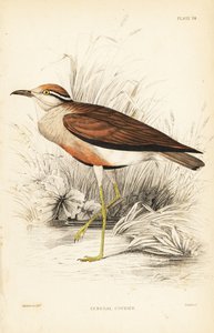 Courvite de Temminck, Cursorius temminckii (Courvite du Sénégal, Tachydromus senegalensis). Gravure sur acier coloriée à la main par William Lizars d