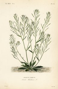 Arabette des dames, Arabidopsis thaliana - Unbekannt