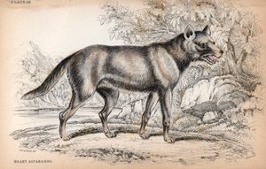 Le Chenu ou Renard du Brésil, Lycalopex vetulus - Lithographie par le Colonel Charles Hamilton Smith pour illustrer la Bibliothèque du Naturaliste: Chiens par Sir William Jardine, édition W. H Lizars, Édimbourg, Écosse - Unbekannter Künstler