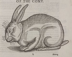 Le Cony - Unbekannt