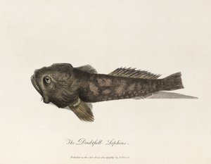Le Lophius douteux - Unbekannter Künstler