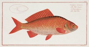 Le Poisson rouge
