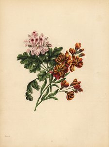 Le géranium d