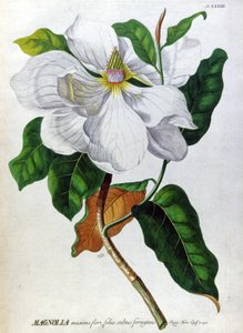 Le Magnolia