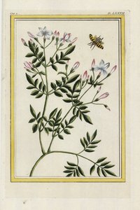 Le Jasmin espagnol. Jasmin espagnol, Jasminum grandiflorum. Gravure à l