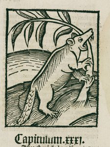 Le castor - Unbekannt