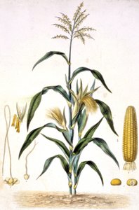 Le maïs, c.1880-1900 (gravure) - Unbekannter Künstler